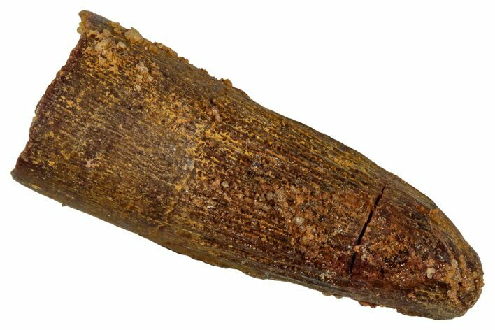 Juvenile Fossil Spinosaurus Tooth - Real Dinosaur Tooth #348710